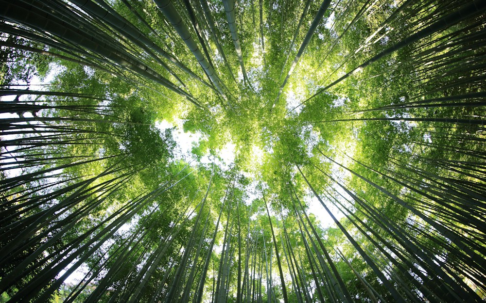 ISEP/IEMA Sustainability Skills for Managers